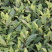 安吉白茶茶树苗南方种植龙井苗早茶苗观音绿茶福建苗圃直销