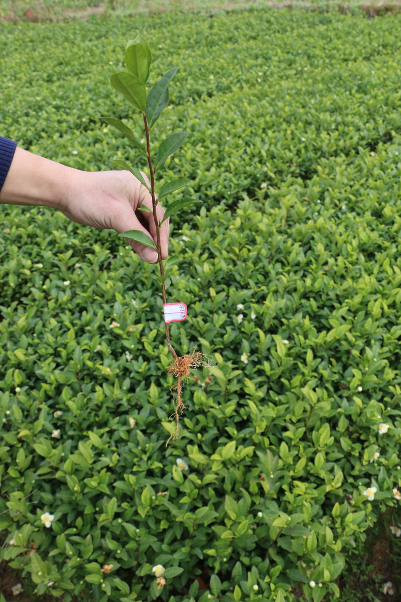 安吉白茶茶树苗南方种植龙井苗早茶苗观音绿茶福建苗圃直销