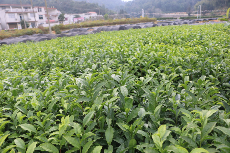 福安大白茶树苗一年生无性繁殖福建福安茶苗基地直销