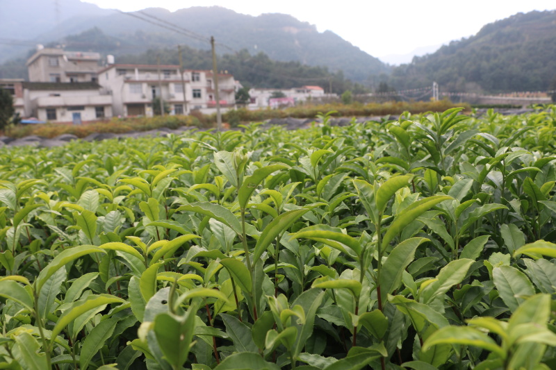 福安大白茶树苗一年生无性繁殖福建福安茶苗基地直销