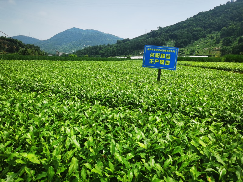 【顺丰包邮送货入户】福安大白茶苗福建福安茶树苗基地直销