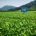 【全国批发】批发福安大白茶苗福建福安茶树苗一年生扦插繁殖