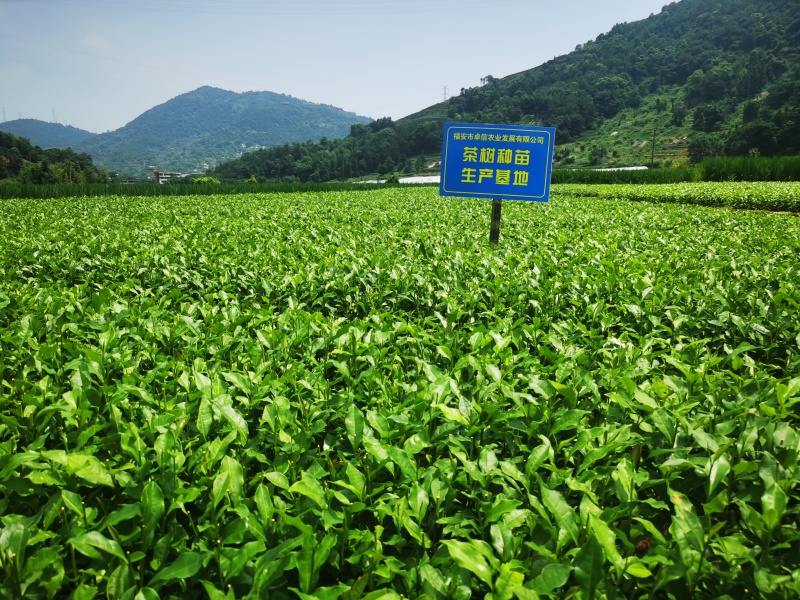 【全国批发】批发福安大白茶苗福建福安茶树苗一年生扦插繁殖