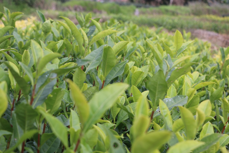 福安大白茶苗福建福安茶树苗绿茶春茶新茶苗圃茶苗批发