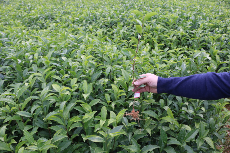 福安大白茶苗福建福安茶树苗绿茶春茶新茶苗圃茶苗批发