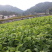 福安大白茶苗福建福安茶树苗绿茶春茶新茶苗圃茶苗批发