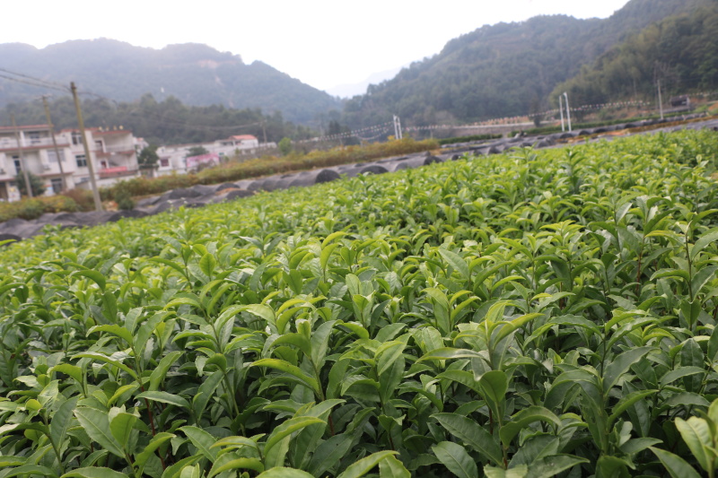 福安大白茶苗福建福安茶树苗绿茶春茶新茶苗圃茶苗批发