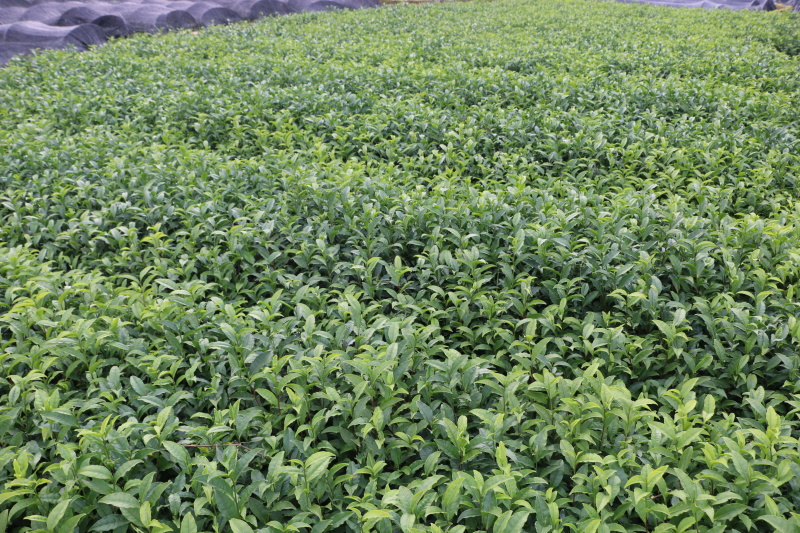 福安大白茶苗福建福安茶树苗绿茶春茶新茶苗圃茶苗批发