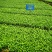 福安大白茶苗福建福安茶树苗绿茶春茶新茶苗圃茶苗批发