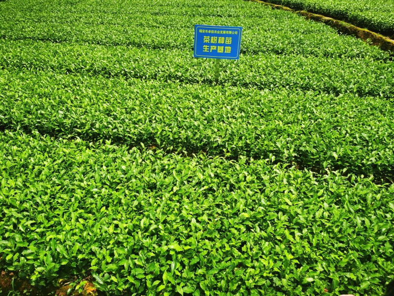 福安大白茶苗福建福安茶树苗绿茶春茶新茶苗圃茶苗批发