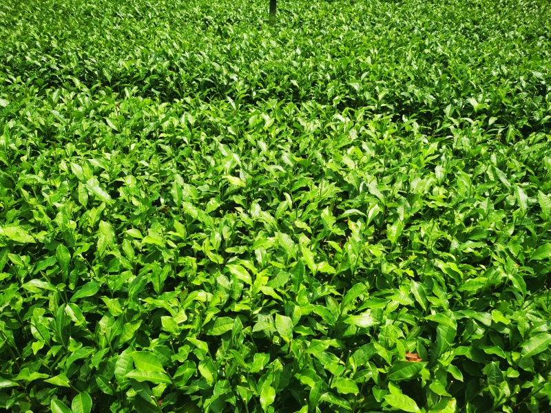 福安大白茶苗福建福安茶树苗绿茶春茶新茶苗圃茶苗批发