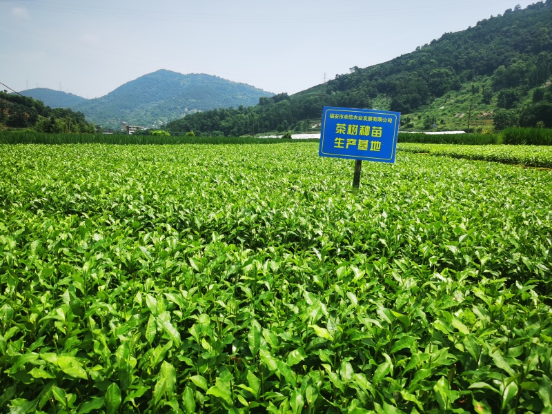福安大白茶苗福建福安茶树苗绿茶春茶新茶苗圃茶苗批发