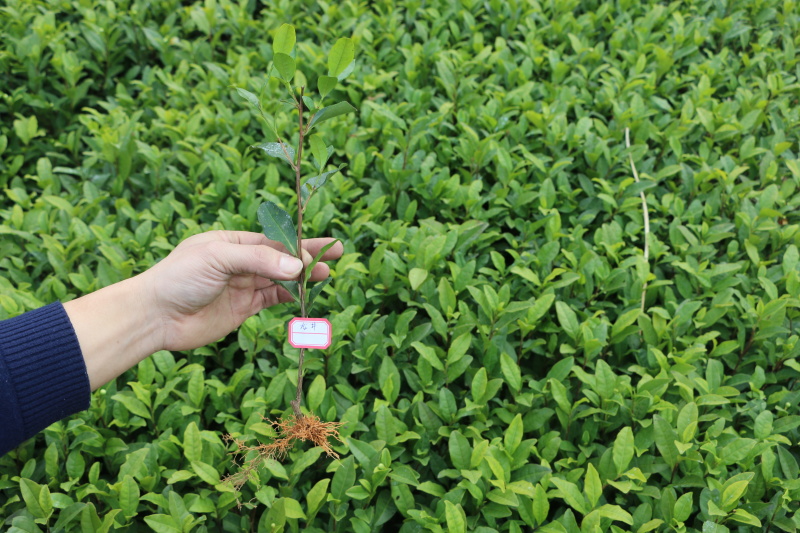 龙井43号茶树苗南方种植龙井苗早茶苗观音绿茶福建苗圃直