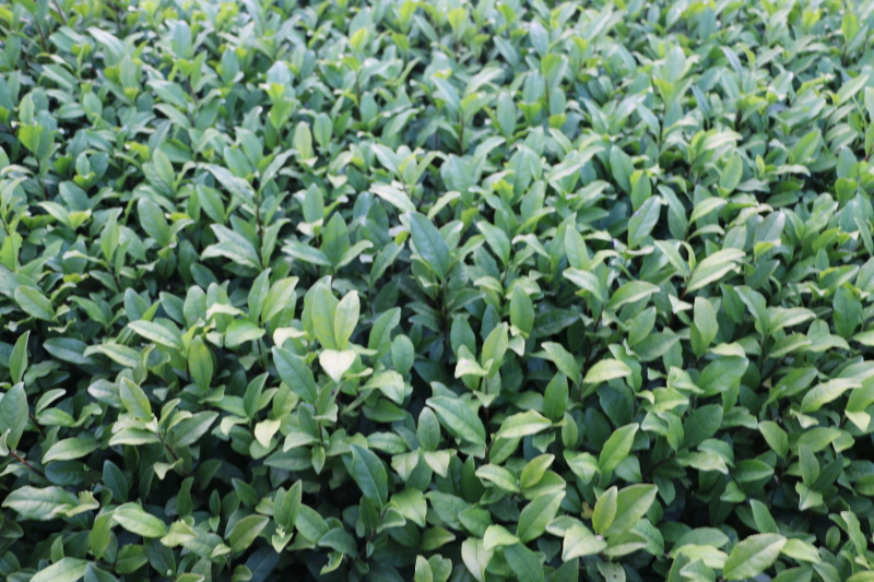 龙井43号茶树苗南方种植龙井苗早茶苗观音绿茶福建苗圃直
