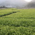 龙井43号茶树苗南方种植龙井苗早茶苗观音绿茶福建苗圃直