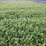 龙井43号茶树苗南方种植龙井苗早茶苗观音绿茶福建苗圃直