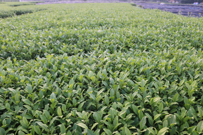 龙井43号茶树苗南方种植龙井苗早茶苗观音绿茶福建苗圃直