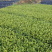 龙井43号茶树苗南方种植龙井苗早茶苗观音绿茶福建苗圃直
