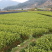 龙井43号茶树苗南方种植龙井苗早茶苗观音绿茶福建苗圃直