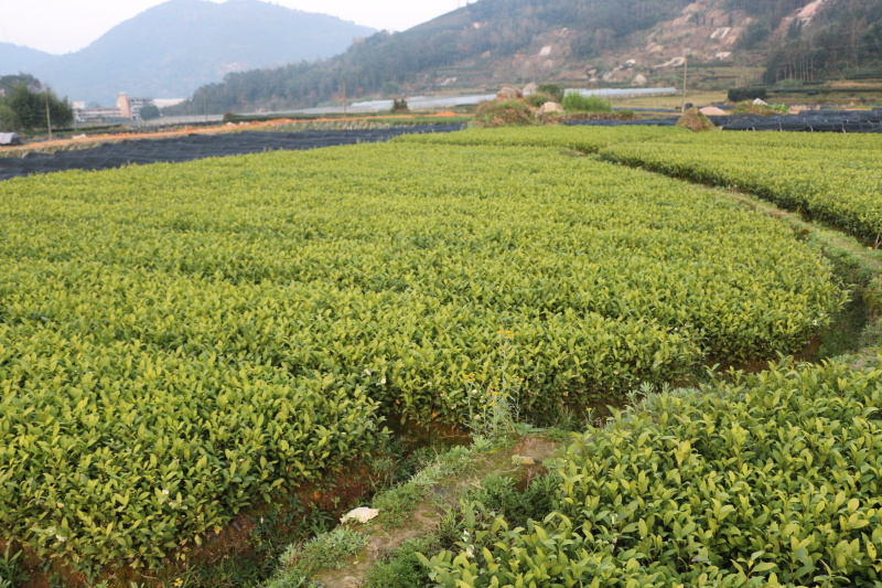 龙井43号茶树苗南方种植龙井苗早茶苗观音绿茶福建苗圃直