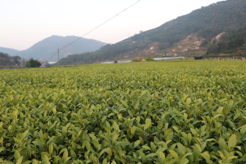 龙井43号茶树苗南方种植龙井苗早茶苗观音绿茶福建苗圃直