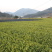 龙井43号茶树苗南方种植龙井苗早茶苗观音绿茶福建苗圃直