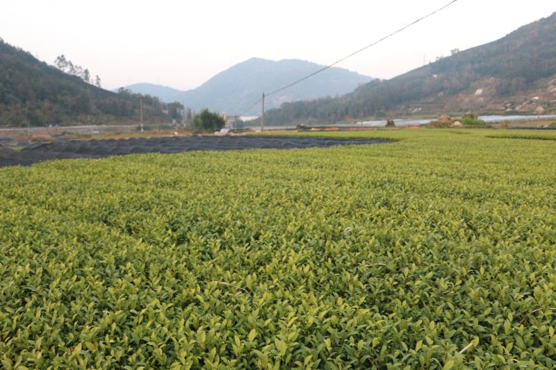 龙井43号茶树苗南方种植龙井苗早茶苗观音绿茶福建苗圃直