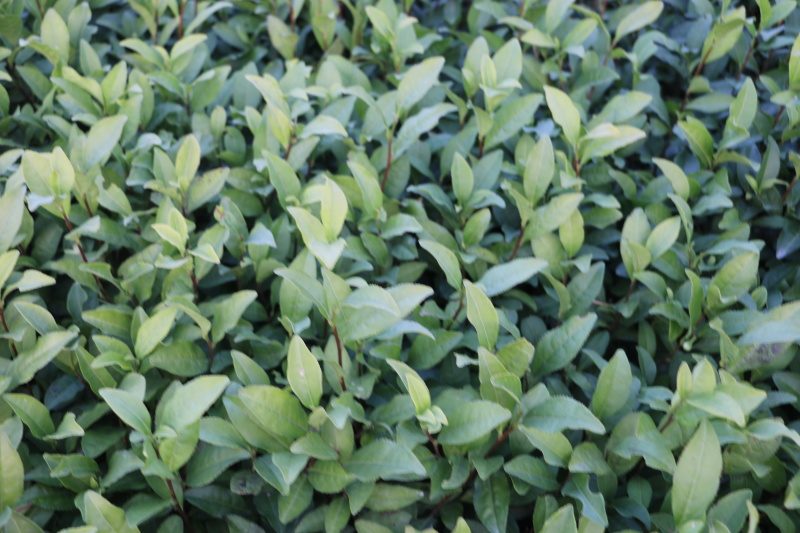 龙井43号茶树苗南方种植龙井苗早茶苗观音绿茶福建苗圃直
