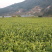 龙井43号茶树苗南方种植龙井苗早茶苗观音绿茶福建苗圃直