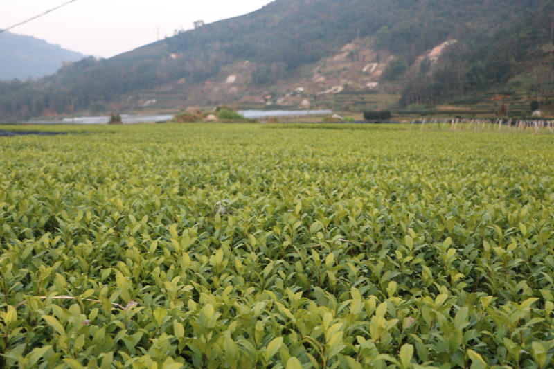 龙井43号茶树苗南方种植龙井苗早茶苗观音绿茶福建苗圃直