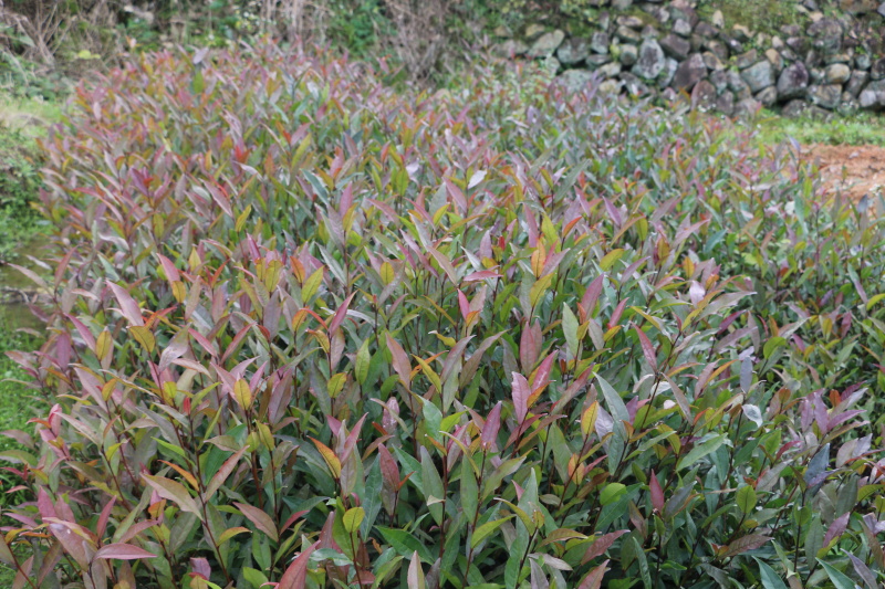 2020紫鹃茶苗种一年生茶树苗绿茶春茶新茶苗圃批发