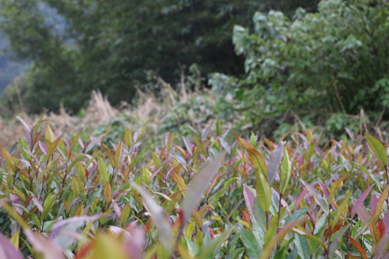 2020紫鹃茶苗种一年生茶树苗绿茶春茶新茶苗圃批发