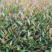 2020紫鹃茶苗种一年生茶树苗绿茶春茶新茶苗圃批发