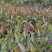 2020紫鹃茶苗种一年生茶树苗绿茶春茶新茶苗圃批发