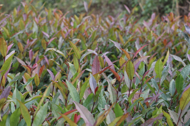 2020紫鹃茶苗种一年生茶树苗绿茶春茶新茶苗圃批发