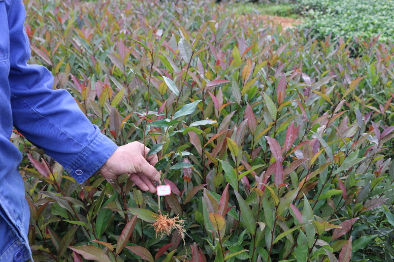 2020紫鹃茶苗种一年生茶树苗绿茶春茶新茶苗圃批发