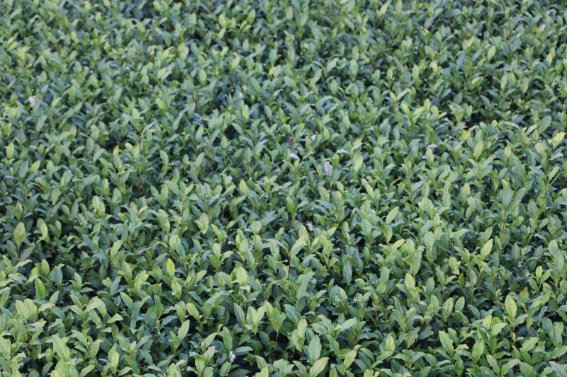 金观音茶苗种苗扦插苗茶绿茶植株1000全国直销顺丰包邮
