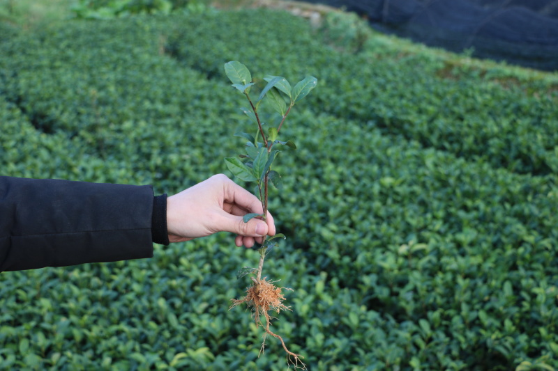 金观音茶苗种苗扦插苗茶绿茶植株1000全国直销顺丰包邮