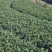 金观音茶苗种苗扦插苗茶绿茶植株1000全国直销顺丰包邮