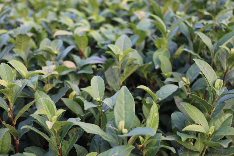 金观音茶苗种苗扦插苗茶绿茶植株1000全国直销顺丰包邮