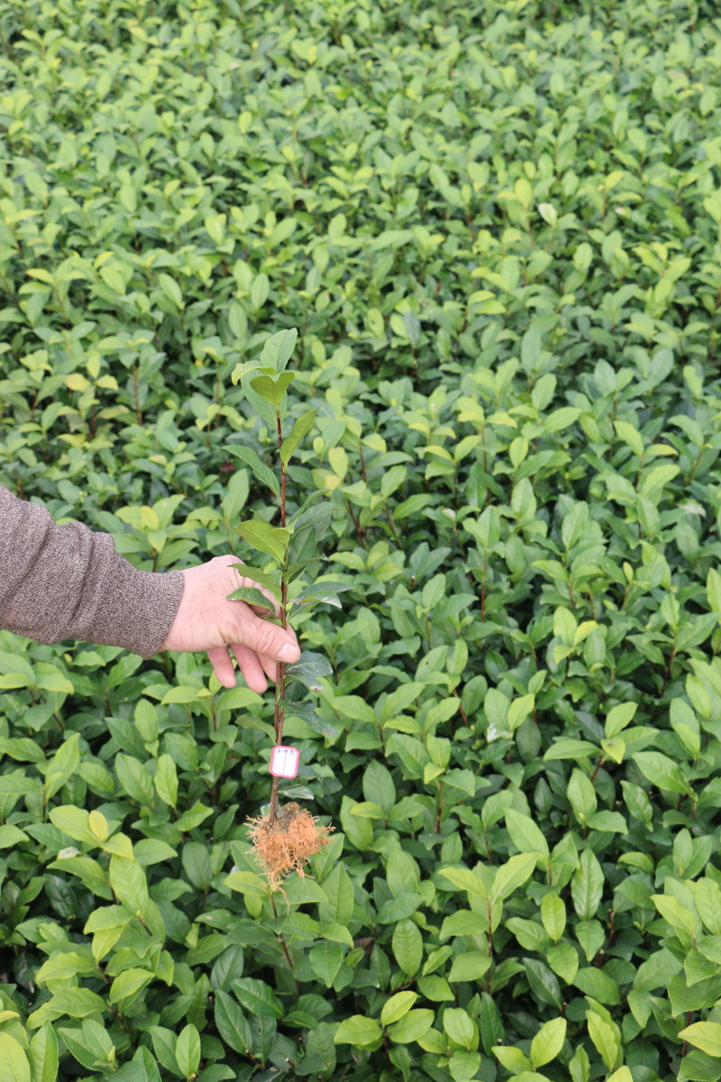 金观音茶苗种苗扦插苗茶绿茶植株1000全国直销顺丰包邮