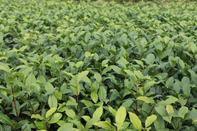 金观音茶苗种苗扦插苗茶绿茶植株1000全国直销顺丰包邮