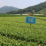 福鼎大毫茶树苗福建福安茶苗绿茶白茶厂家直销