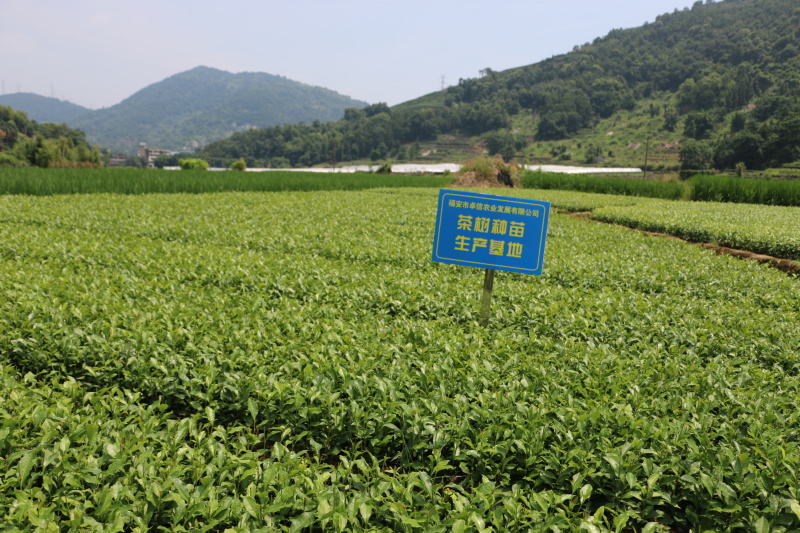 福鼎大毫茶树苗福建福安茶苗绿茶白茶厂家直销