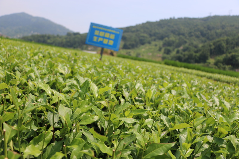福鼎大毫茶树苗福建福安茶苗绿茶白茶厂家直销