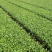 福鼎大毫茶树苗福建福安茶苗绿茶白茶厂家直销