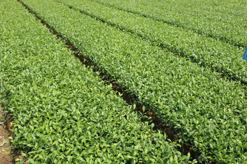 福鼎大毫茶树苗福建福安茶苗绿茶白茶厂家直销