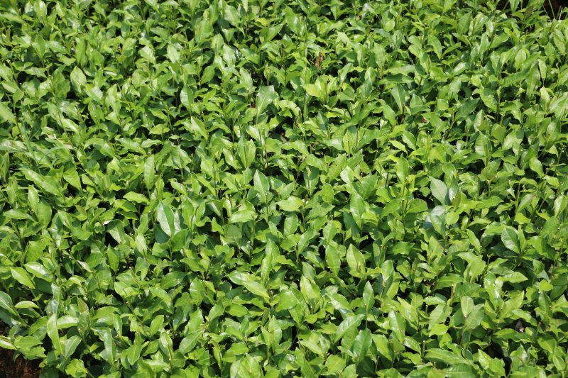 福鼎大毫茶树苗福建福安茶苗绿茶白茶厂家直销