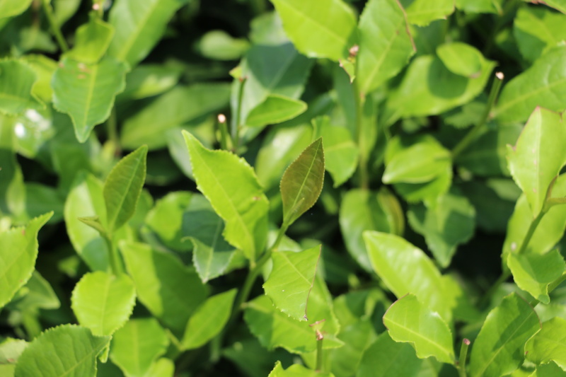 福鼎大毫茶树苗福建福安茶苗绿茶白茶厂家直销