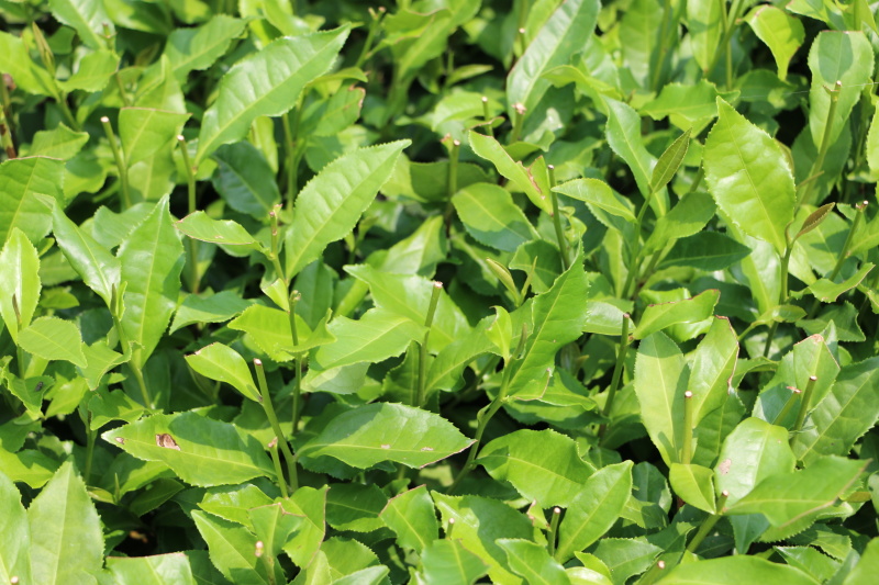 福鼎大毫茶树苗福建福安茶苗绿茶白茶厂家直销